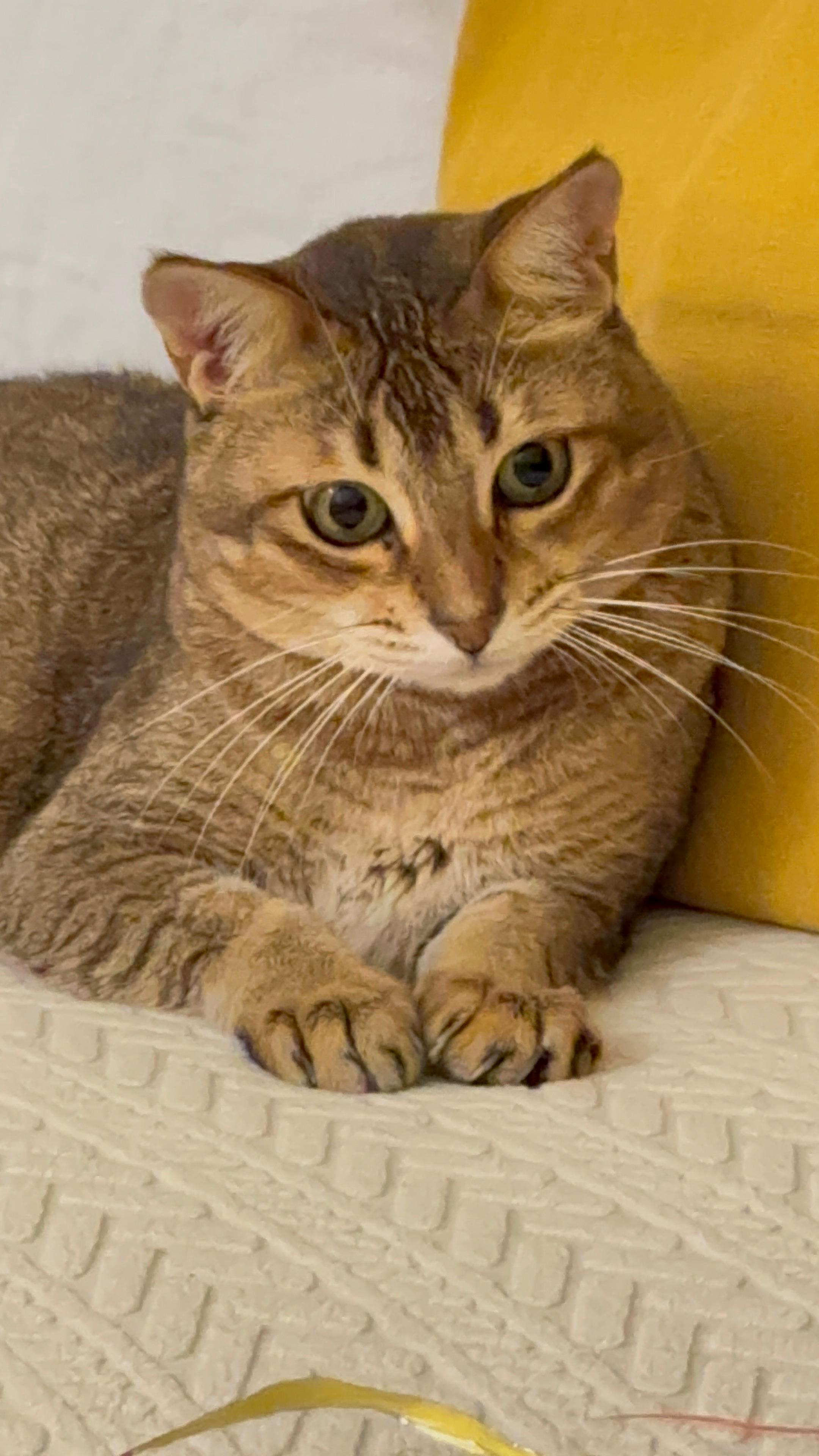 Cat moment 2