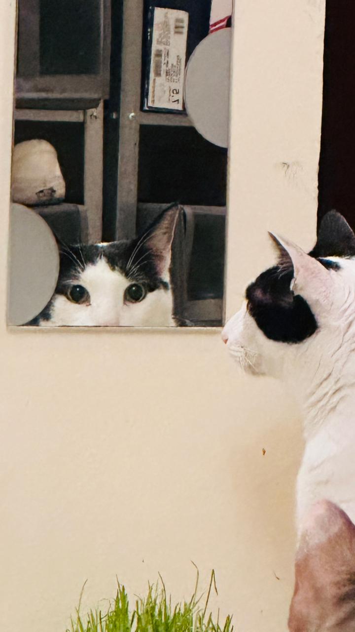 Cat moment 3