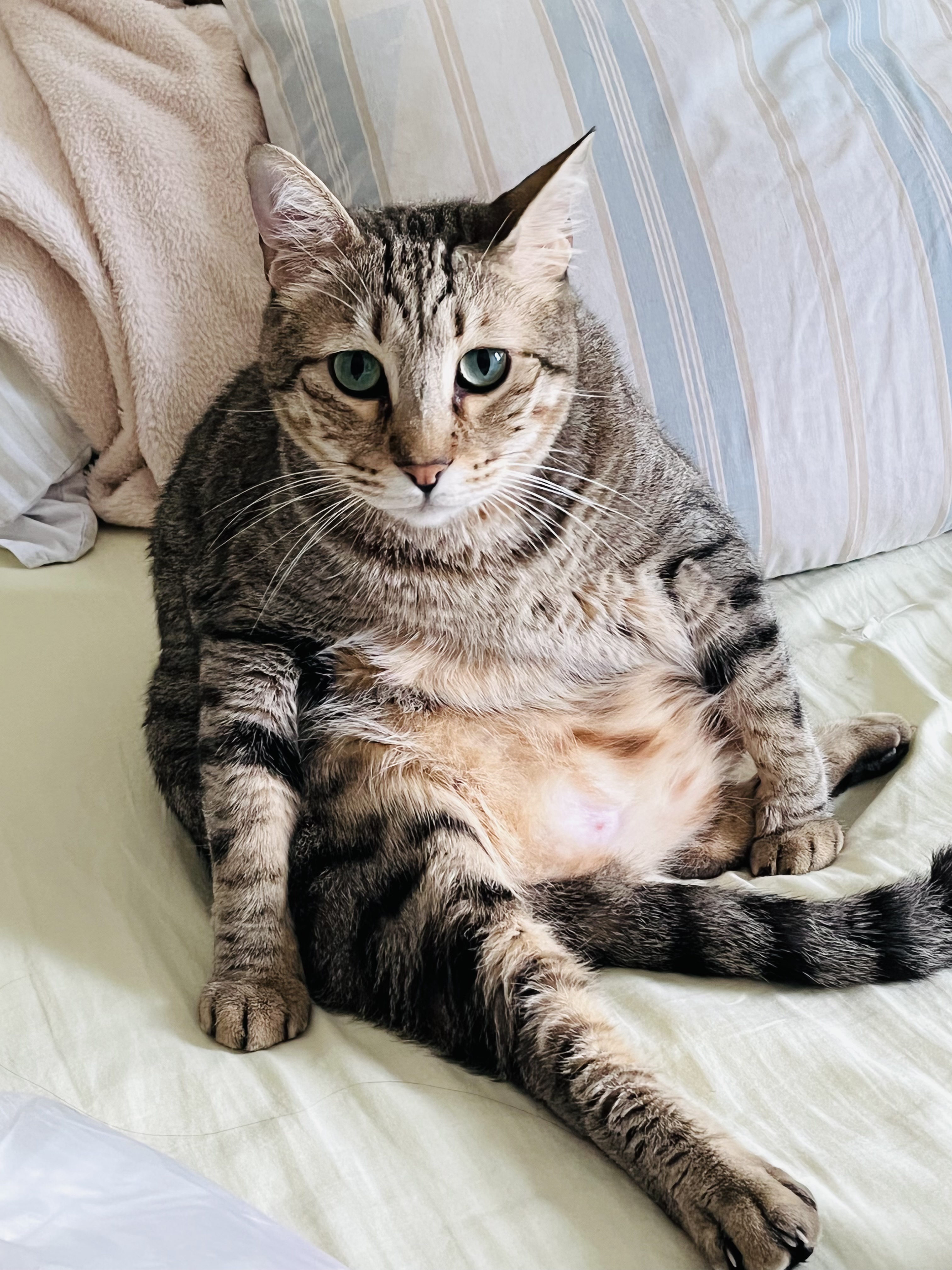 Cat moment 4