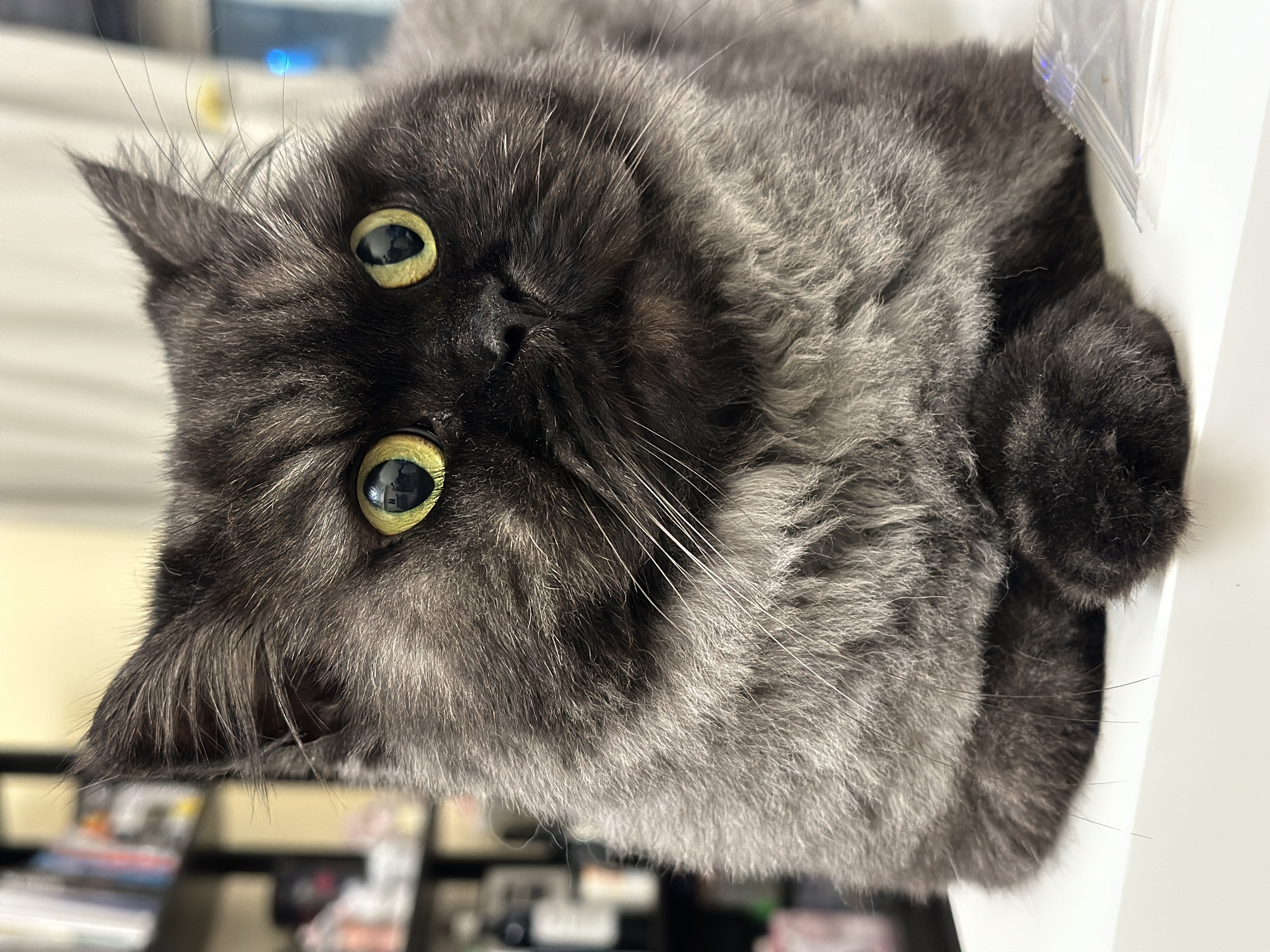 Cat moment 5