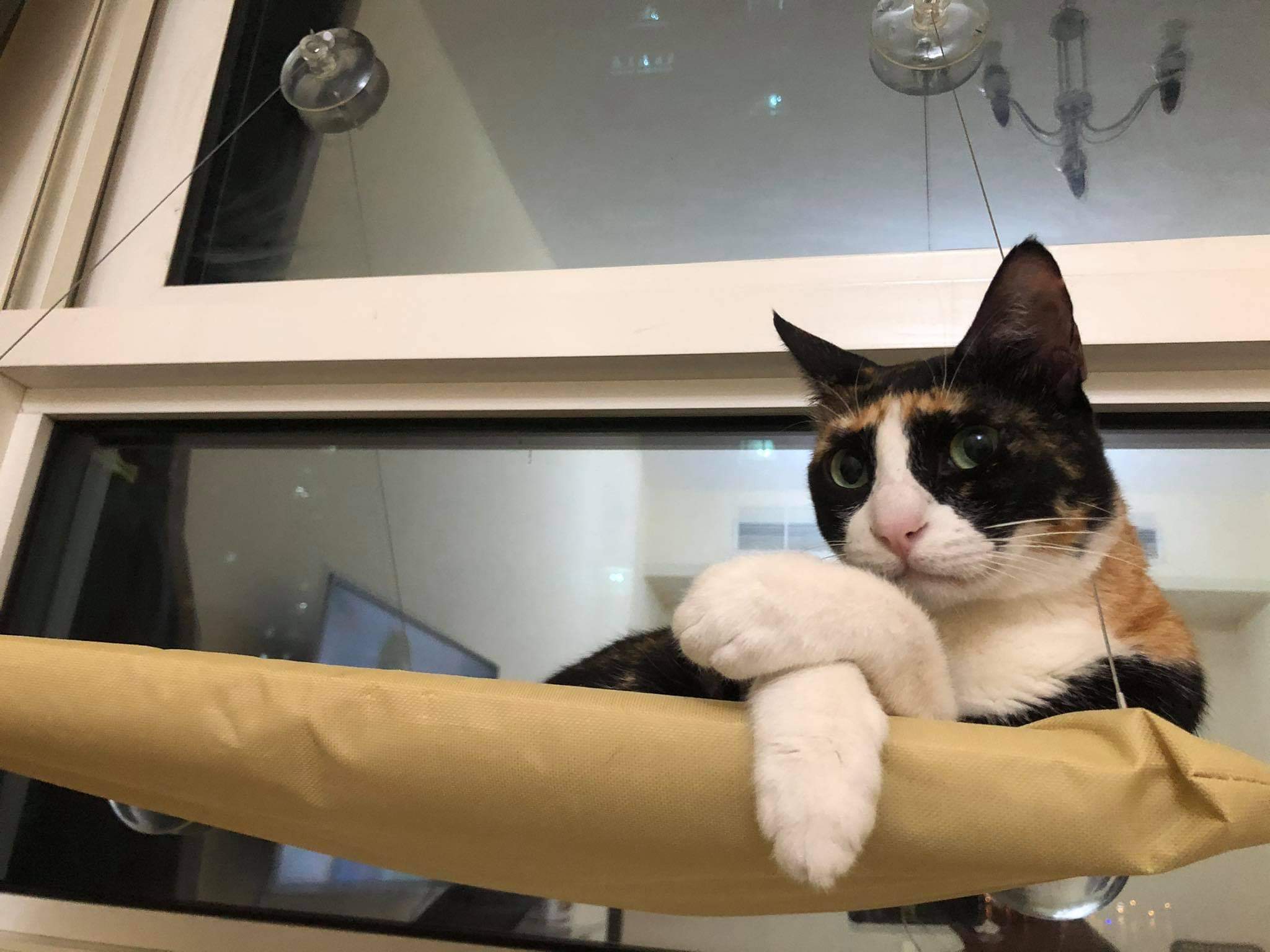 Cat moment 7